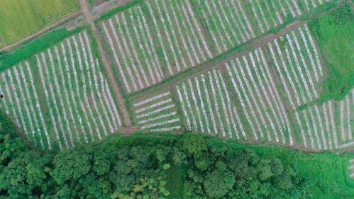 新余全季吃瓜,一场味蕾与视觉的双重盛宴