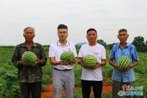 新余全季吃瓜,一场味蕾与视觉的双重盛宴