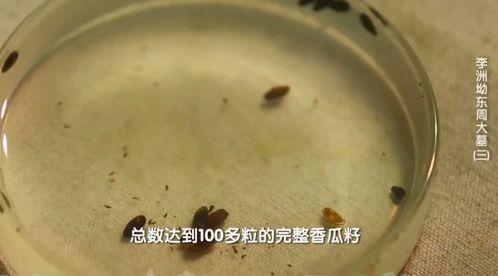 兔子吃瓜不吐籽,揭秘神奇生物的独特习性