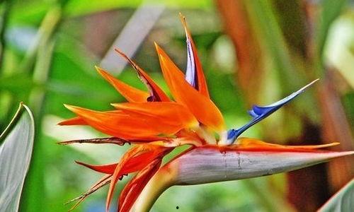 鹤望兰茶壶吃瓜,一场别开生面的吃瓜盛宴