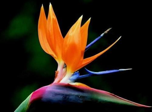 鹤望兰茶壶吃瓜,一场别开生面的吃瓜盛宴