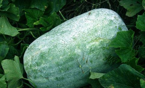 胖别吃瓜现场,引发网友热议