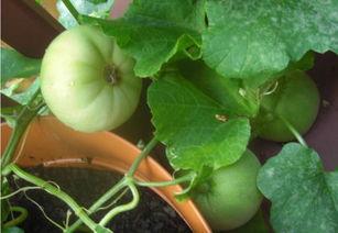 摸鱼吃瓜的白纸,揭秘吃瓜群众的日常