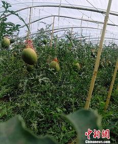 吃瓜群众 内蒙,吃瓜群众眼中的草原美食之旅