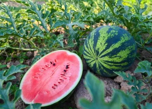 夏天到了该吃瓜了吗,畅享清凉——吃瓜季正式开启！