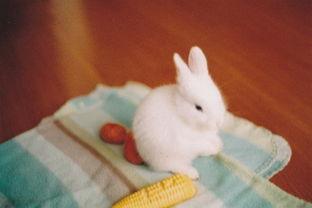 兔叽妹妹吃瓜,兔叽妹妹的瓜界探险记