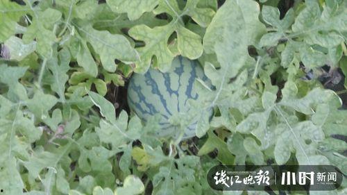 星辞大号吃瓜,揭秘娱乐圈幕后真相