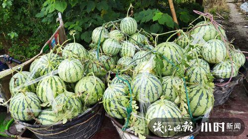 星辞大号吃瓜,揭秘娱乐圈幕后真相