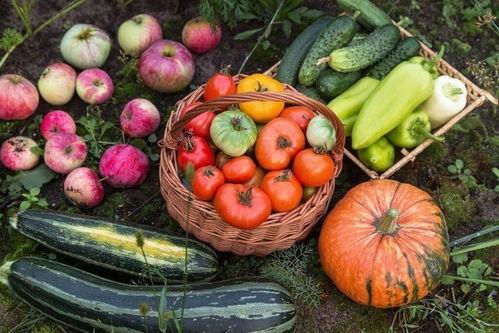 5楼吃瓜,揭秘吃瓜群众的趣味生活