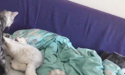 猫儿打架吃瓜,围观打架，瓜分猫界秘闻