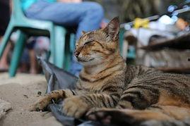 猫儿打架吃瓜,围观打架，瓜分猫界秘闻