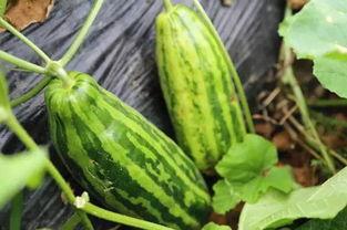 吃瓜吗吃瓜是什么意思,网络时代的围观文化现象