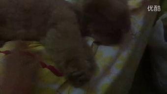 吃瓜裂开的视频,揭秘吃瓜裂开背后的神奇瞬间