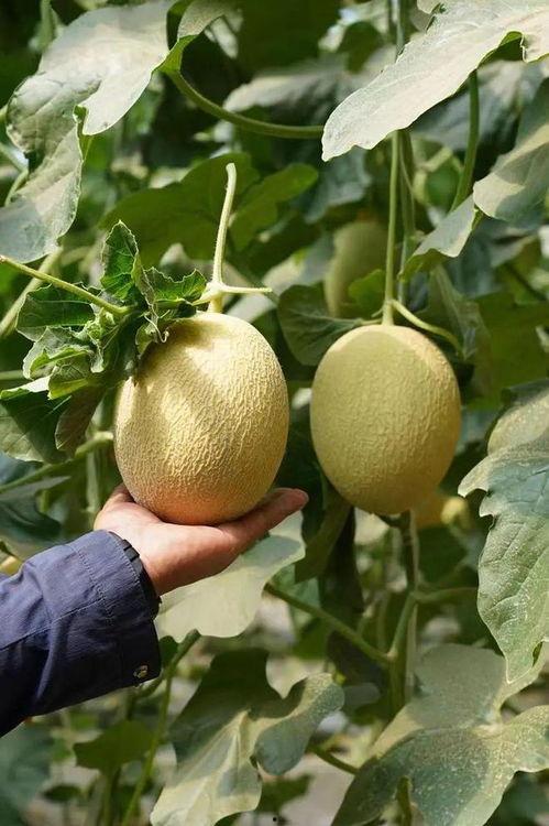 最近吃瓜系列大全,揭秘娱乐圈最新热点事件大盘点