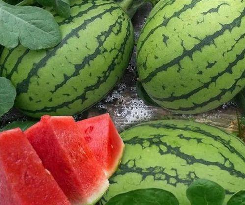 大瓜什么时候吃,大瓜的最佳食用时机揭秘