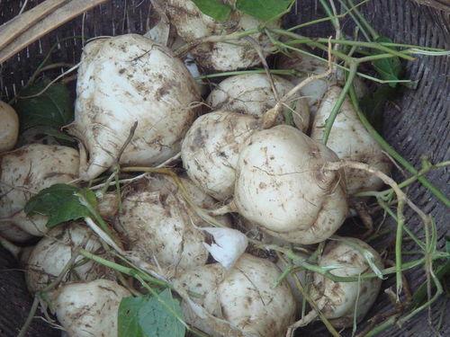 广西土瓜怎么吃,解锁地瓜新吃法