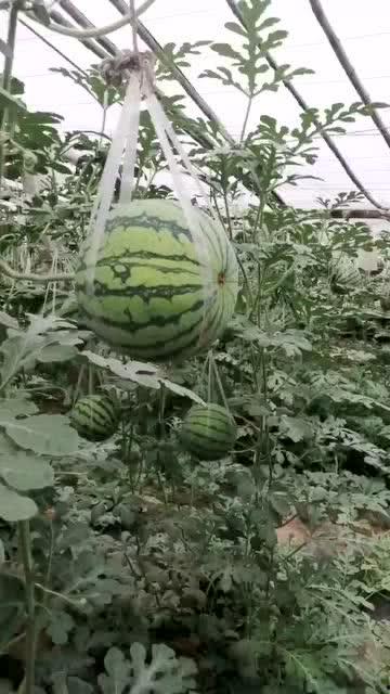 通天书院集体吃瓜,揭秘校园生活趣味瞬间