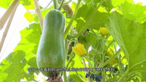 博乐吃瓜大军集合,揭秘网络热议背后的故事