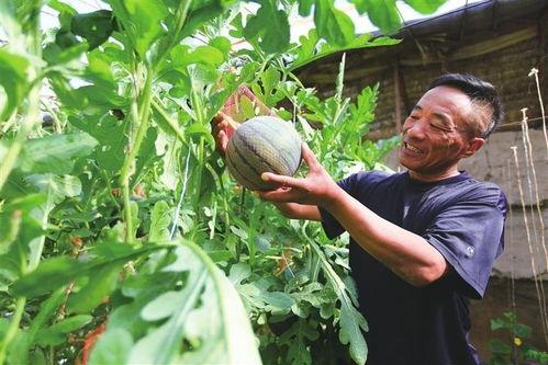 博乐吃瓜大军集合,揭秘网络热议背后的故事