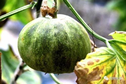 临汾翼城吃瓜,临汾翼城特色吃瓜之旅