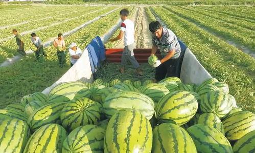 瓜哥吃瓜之吃席,揭秘吃席背后的趣味与智慧