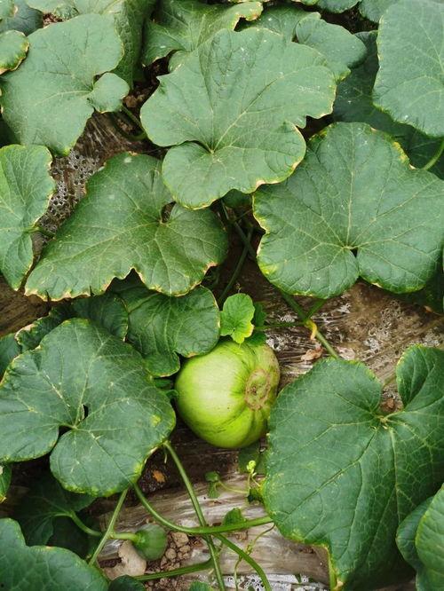 安静吃的瓜,探寻娱乐圈的神秘面纱