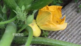 快乐屋吃瓜群,揭秘网络社交圈的欢乐与争议