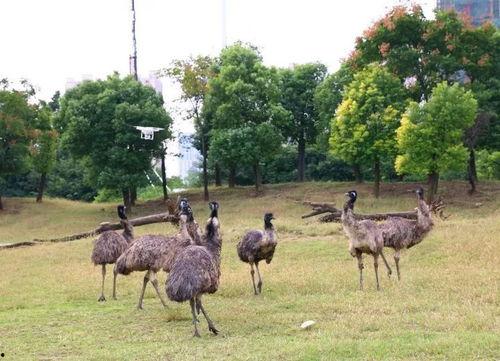 围观吃瓜的羊,吃瓜群众的趣味盛宴
