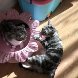 深夜吃瓜的猫,揭秘娱乐圈那些不为人知的秘密