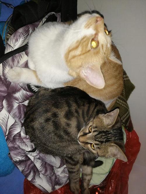 深夜吃瓜的猫,揭秘娱乐圈那些不为人知的秘密