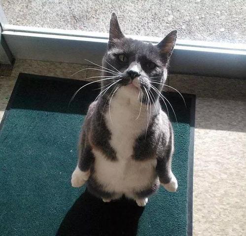 深夜吃瓜的猫,揭秘娱乐圈那些不为人知的秘密