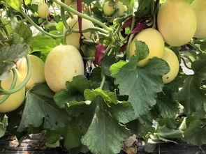 界首太和吃瓜事件,一场引发热议的街头冲突