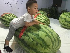 吃瓜事件菏泽,一场网络舆论的风暴与反思