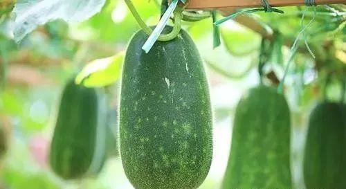 春吃芽夏吃瓜解释,四季养生之道