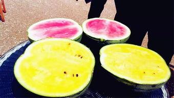 孟州吃瓜爆料,揭秘当地热点事件背后的真相