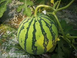 1.2 万吃瓜,揭秘网络热点的背后真相