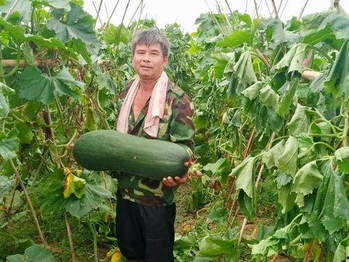 山东劲爆吃瓜,揭秘娱乐圈背后的惊人真相