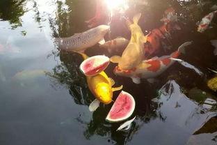 锦鲤女孩吃瓜,一场美食与命运的邂逅