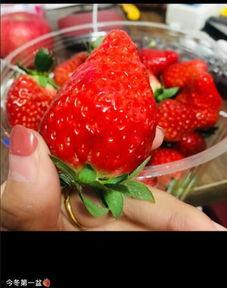 草莓妹 吃瓜,揭秘娱乐圈那些不为人知的幕后故事