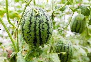 吃瓜增加湿气,揭秘湿气生成与防治之道