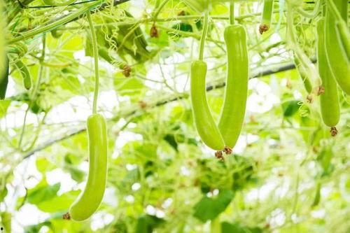 落花吃瓜,一场春日里的味蕾盛宴