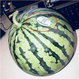 国外网红吃瓜,揭秘娱乐圈幕后真相