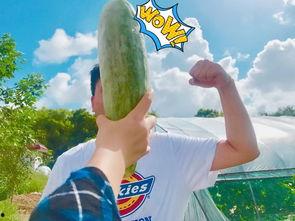 国外网红吃瓜,揭秘娱乐圈幕后真相