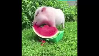 吃瓜猪小妹,揭秘娱乐圈的“猪八戒”