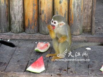 猴哥吃瓜头像,笑谈世间百态