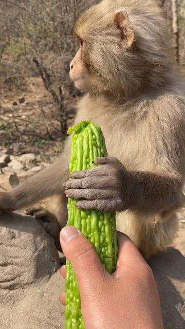 猴哥吃瓜头像,笑谈世间百态