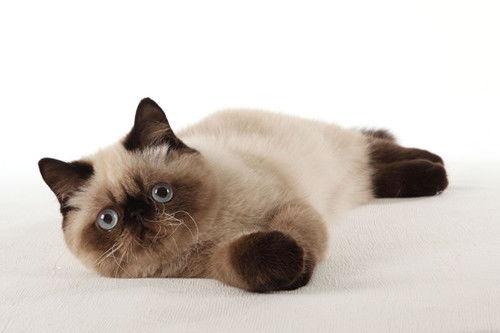 猫吃的瓜尔胶,揭秘猫咪健康饮食新选择