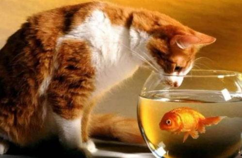 猫吃的瓜尔胶,揭秘猫咪健康饮食新选择