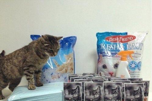 猫吃的瓜尔胶,揭秘猫咪健康饮食新选择