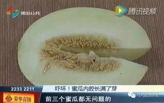 随机吃瓜13,一场意外的瓜界狂欢
